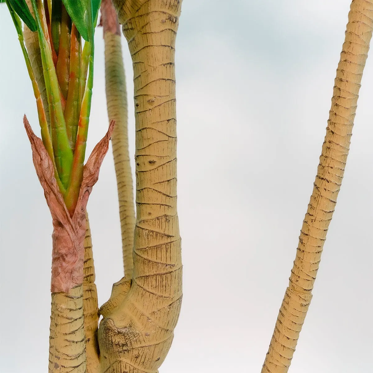 Imperial Green Dracaena - Enhanced E-Commerce Product Title
