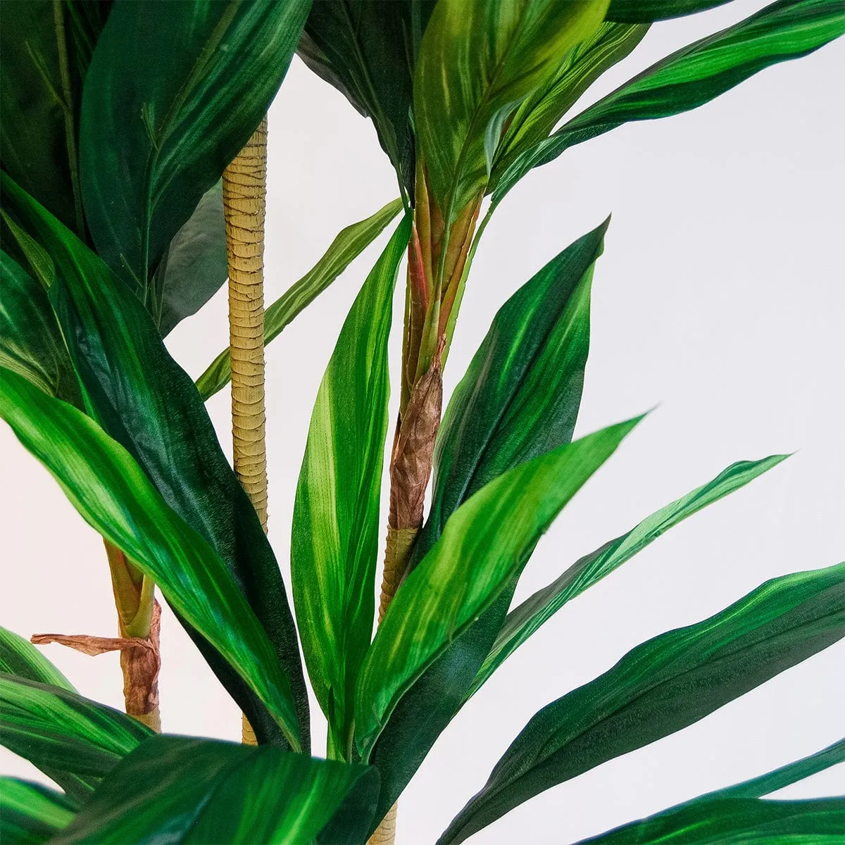 Imperial Green Dracaena - Enhanced E-Commerce Product Title