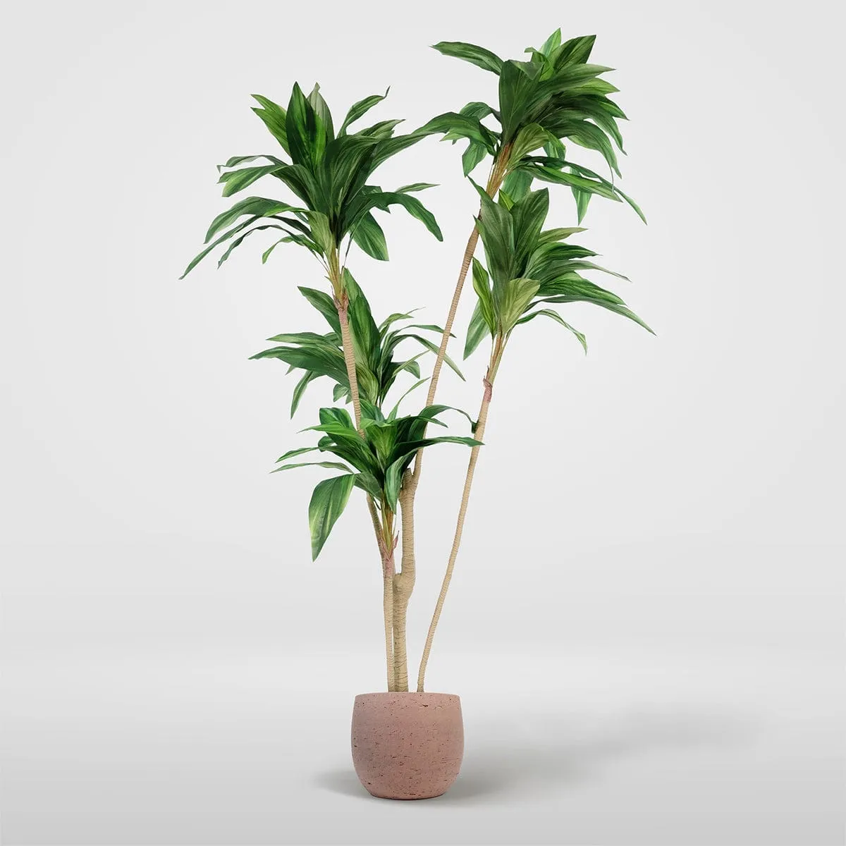 Imperial Green Dracaena - Enhanced E-Commerce Product Title