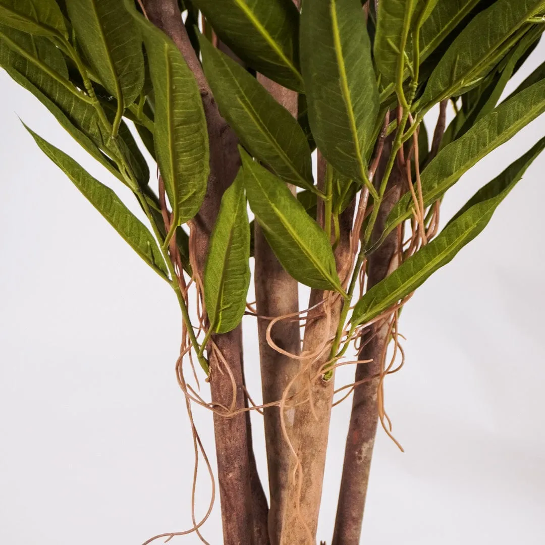 Premium Quality Tropical Green Mango for E-commerce Sale