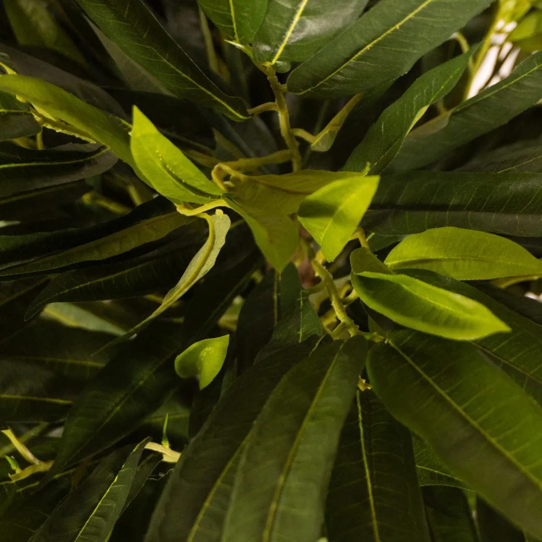 Premium Quality Tropical Green Mango for E-commerce Sale